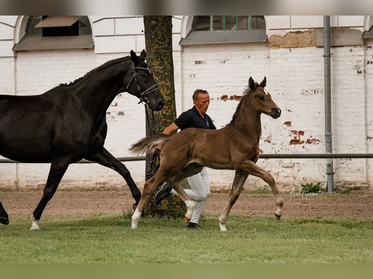 Mecklenburg-varmblod Hingst Föl (04/2024) in Moraas