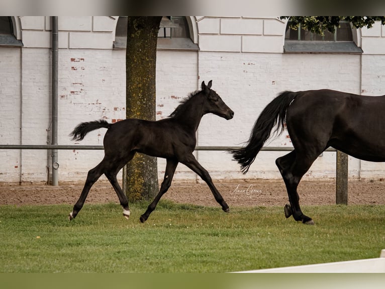 Mecklenburg-varmblod Hingst Föl (06/2024) Fux in Neu Krenzlin