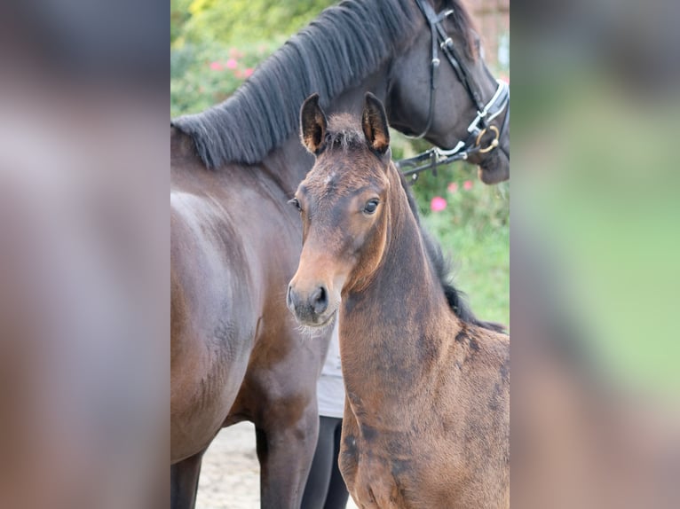 Mecklenburg-varmblod Hingst Föl (06/2024) Mörkbrun in Dachtmissen