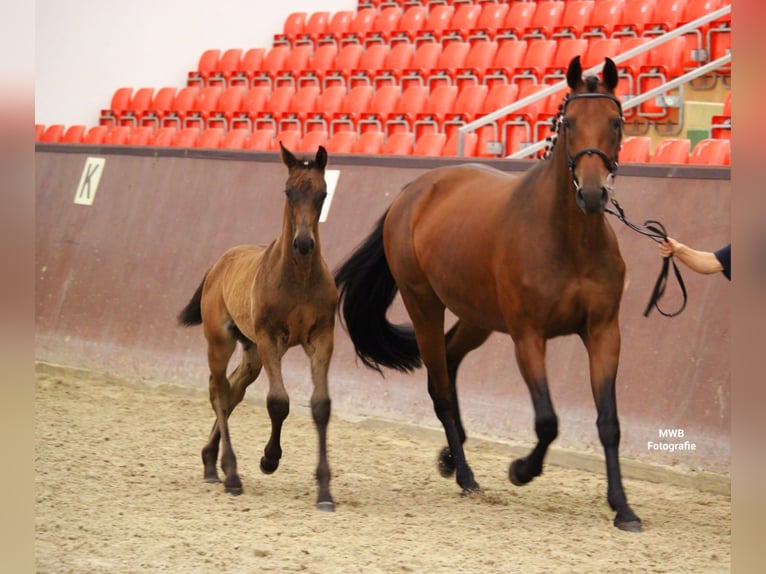 Mecklenburg-varmblod Hingst Föl (04/2024) Rökfärgad svart in Eldena