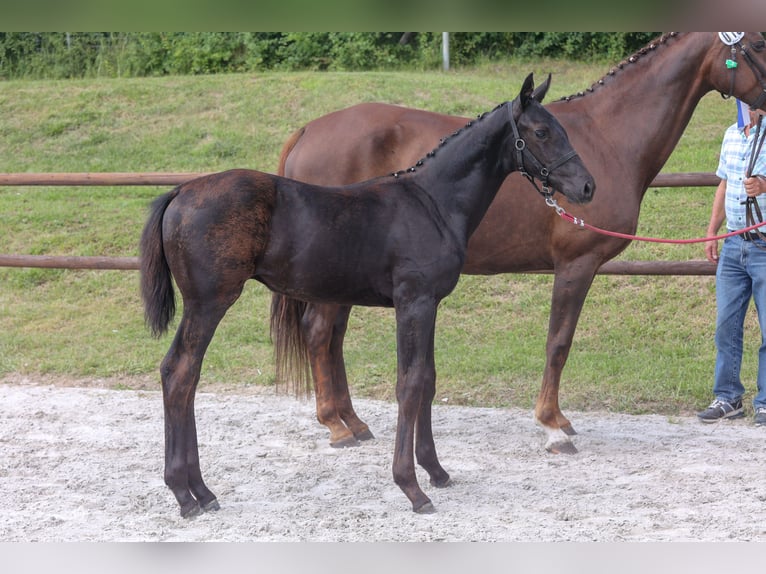 Mecklenburg-varmblod Hingst Föl (04/2024) Svart in Hageböl