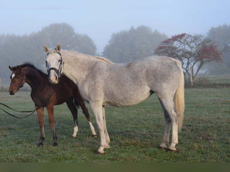 Mecklenburg-varmblod Sto 14 år 169 cm Grå in Heiligengrabe