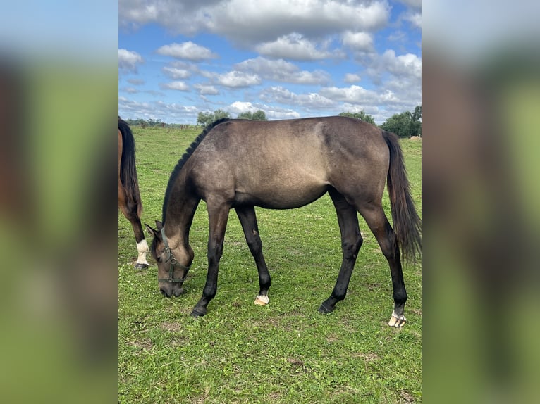 Mecklenburg-varmblod Sto 1 år 168 cm Grå in Papenhagen