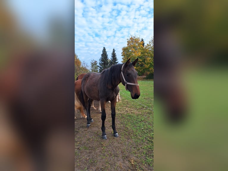 Mecklenburg-varmblod Sto 1 år 170 cm Brun in Neverin