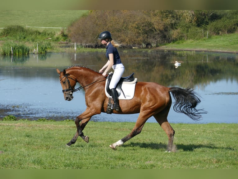 Mecklenburg-varmblod Sto 4 år 167 cm Brun in Ganschow