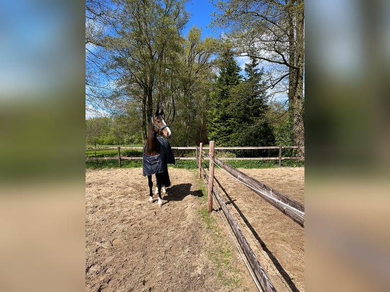 Mecklenburg-varmblod Sto 5 år 172 cm Mörkbrun in Stade