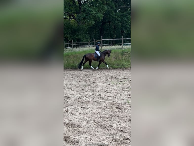 Mecklenburg-varmblod Sto 5 år 172 cm Mörkbrun in Stade