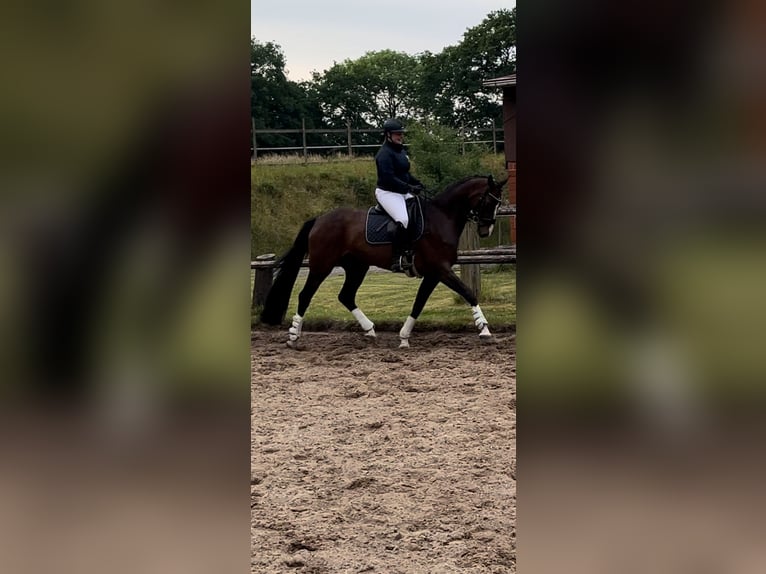 Mecklenburg-varmblod Sto 5 år 172 cm Mörkbrun in Stade