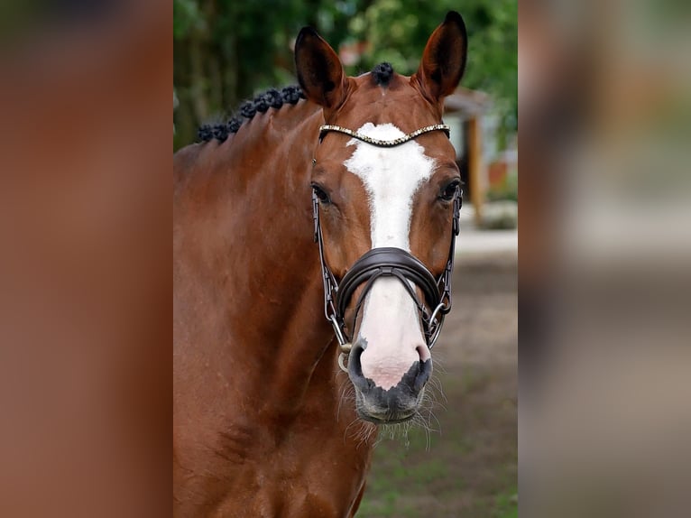 Mecklenburg-varmblod Sto 7 år 168 cm Ljusbrun in Bad Wörishofen