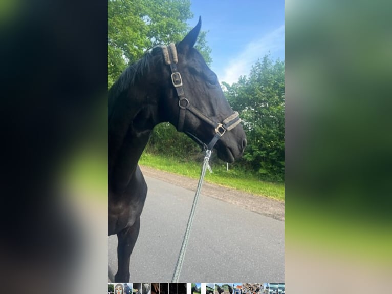 Mecklenburg-varmblod Valack 10 år 178 cm Svart in Wahlstedt