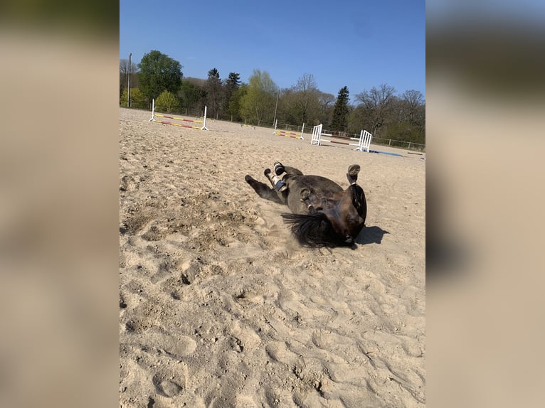 Mecklenburg-varmblod Valack 10 år Rökfärgad svart in Alveslohe