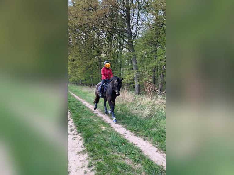 Mecklenburg-varmblod Valack 10 år Rökfärgad svart in Alveslohe