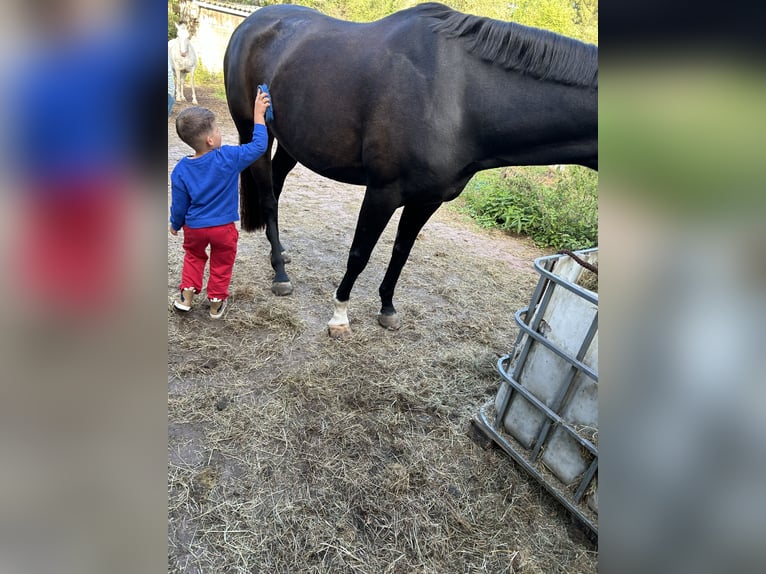 Mecklenburg-varmblod Valack 10 år Rökfärgad svart in Alveslohe