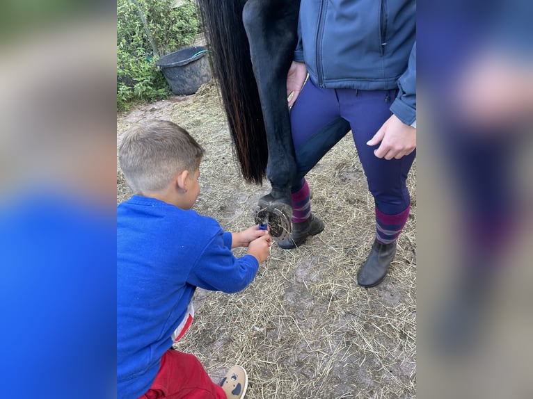 Mecklenburg-varmblod Valack 10 år Rökfärgad svart in Alveslohe