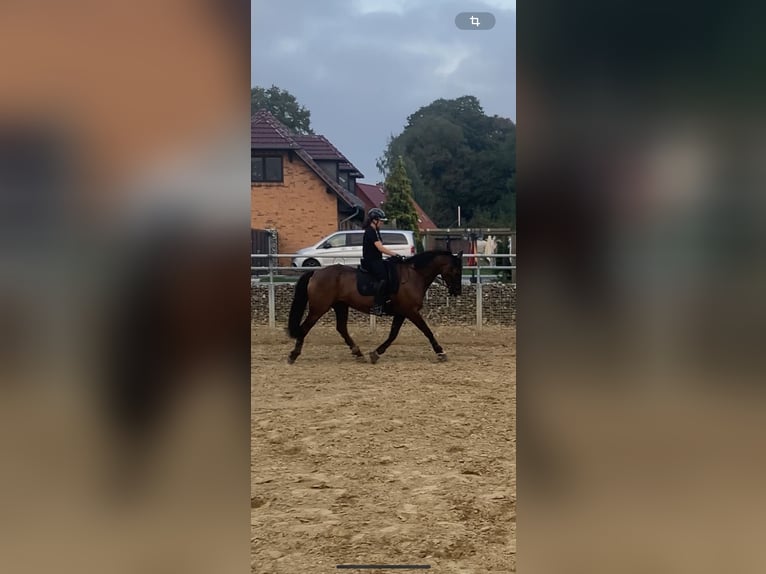 Mecklenburg-varmblod Blandning Valack 14 år 168 cm Svart in Neubrandenburg