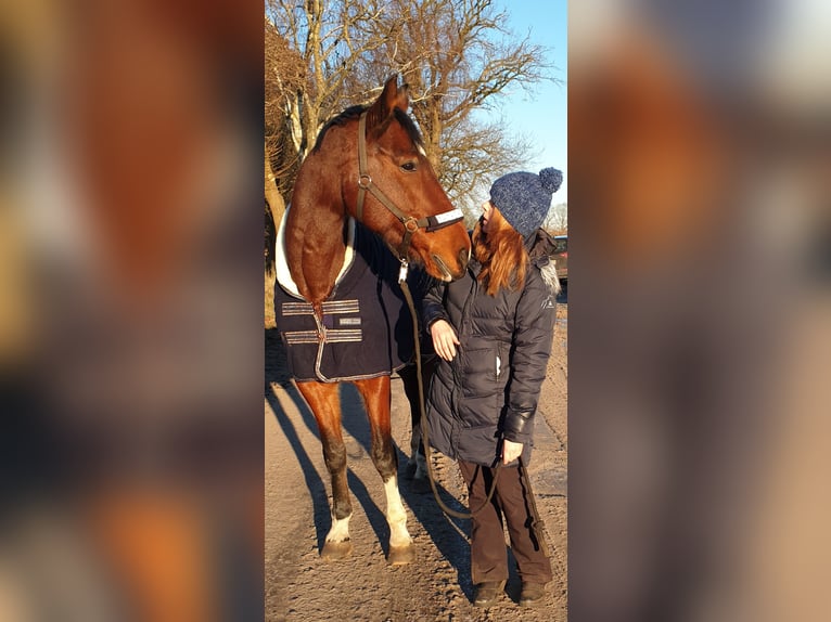 Mecklenburg-varmblod Valack 16 år 173 cm Brun in Hetlingen