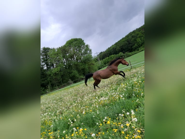 Mecklenburg-varmblod Valack 17 år 172 cm Brun in Waldshut-Tiengen