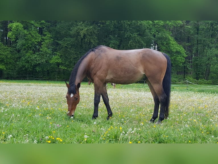 Mecklenburg-varmblod Valack 17 år 172 cm Brun in Waldshut-Tiengen