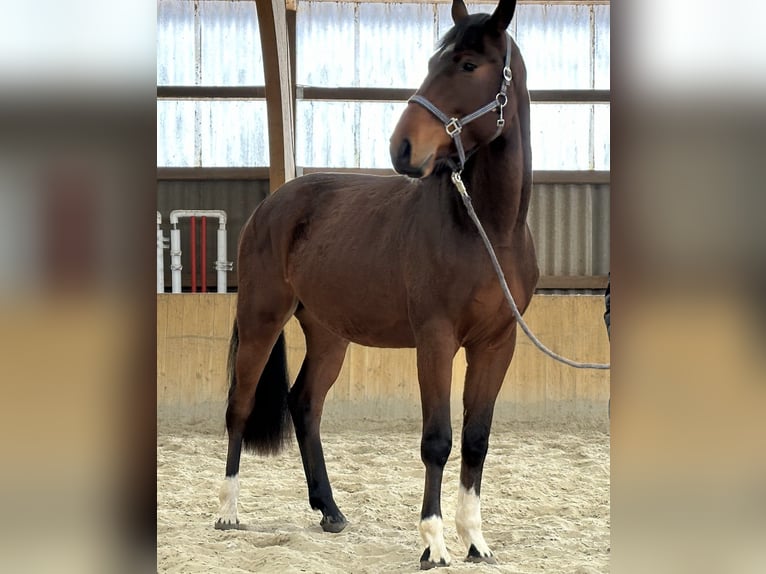 Mecklenburg-varmblod Valack 3 år 173 cm Brun in Neukalen