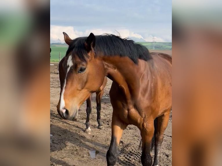 Mecklenburg-varmblod Valack 4 år 168 cm Brun in Münstermaifeld