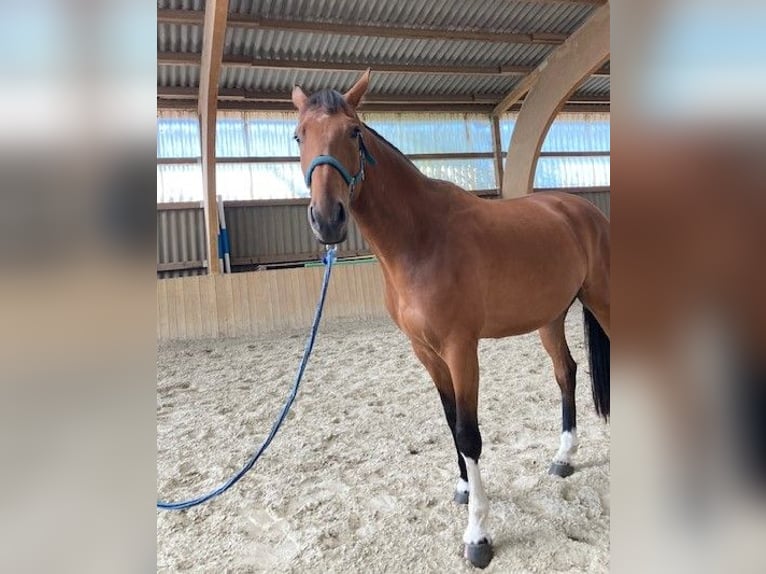 Mecklenburg-varmblod Valack 4 år 170 cm Brun in Neukalen