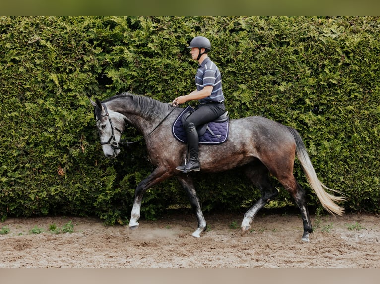 Mecklenburg-varmblod Valack 4 år 172 cm Grå-mörk-brun in Oberkrämer