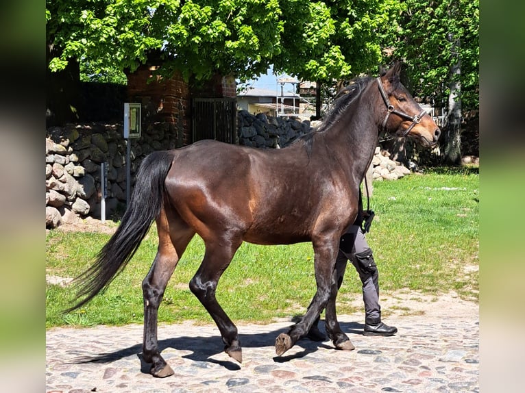 Mecklenburg-varmblod Valack 5 år 175 cm Mörkbrun in Ducherow