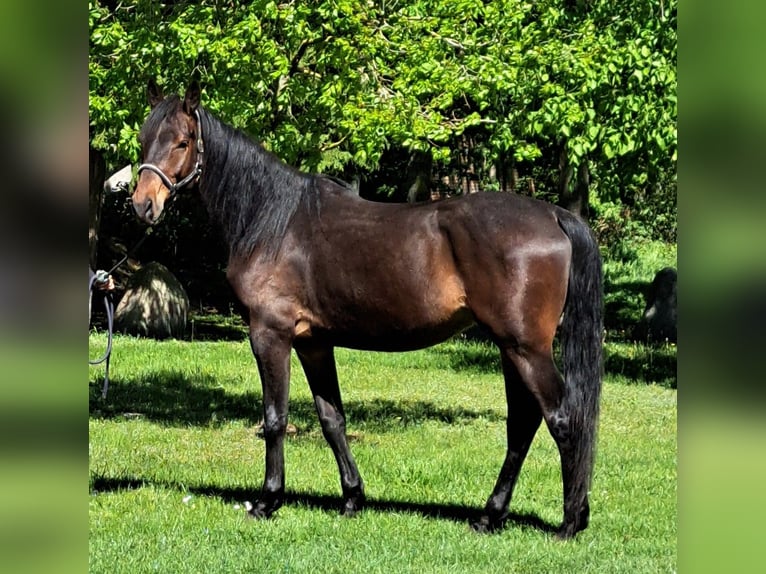 Mecklenburg-varmblod Valack 5 år 175 cm Mörkbrun in Ducherow