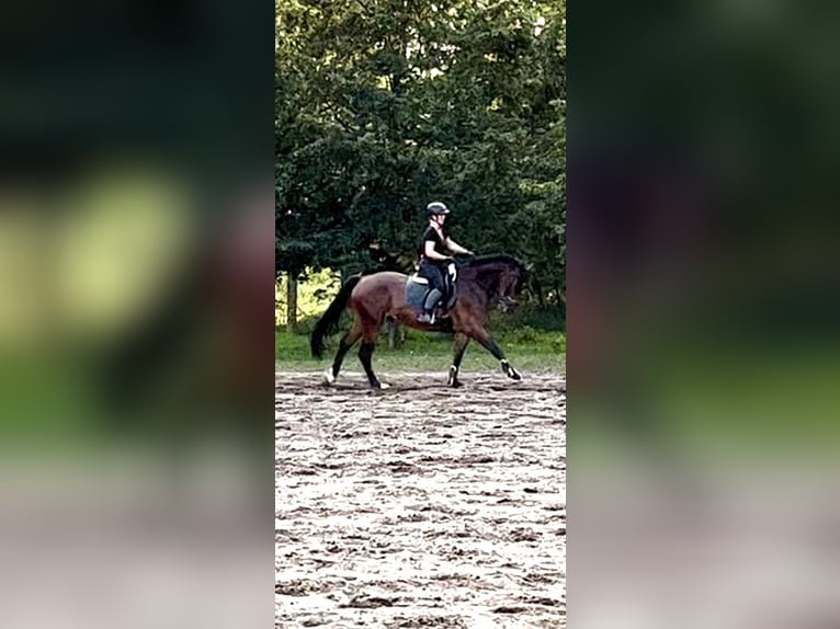 Mecklenburg-varmblod Valack 6 år 168 cm Brun in SchwanheideBoizenburg OT Schwartow