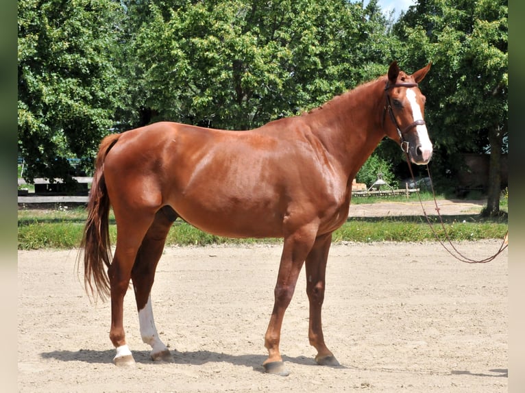 Mecklenburg-varmblod Valack 6 år 175 cm fux in Schattendorf