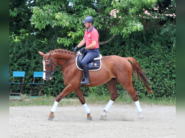 Mecklenburg-varmblod Valack 6 år 175 cm fux in Schattendorf