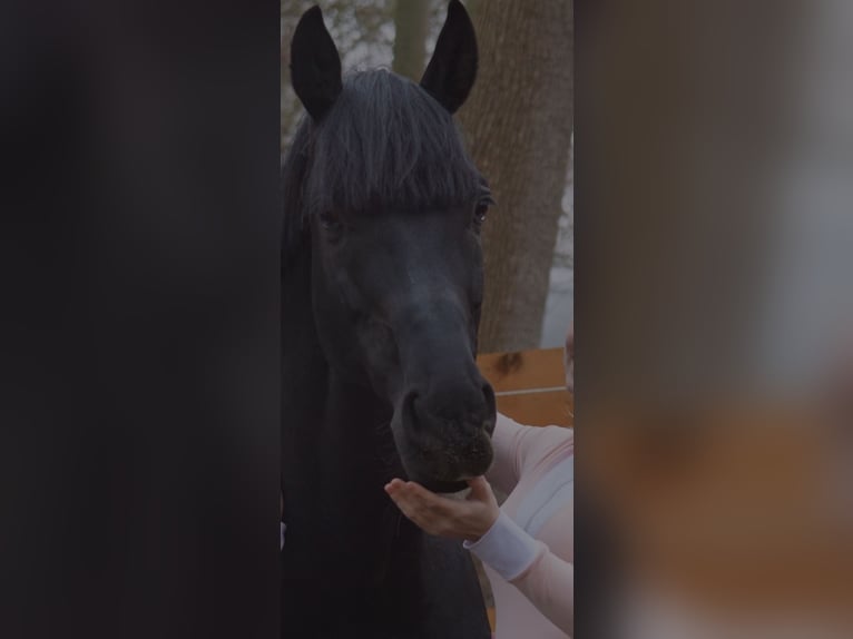 Mecklenburg-varmblod Valack 8 år 170 cm Svart in Eiterfeld