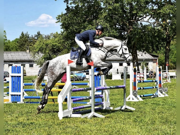 Mecklenburg Warmblood Gelding 10 years 16,1 hh Gray in Zerrenthin