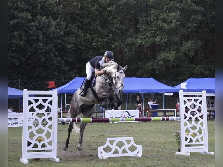 Mecklenburg Warmblood Gelding 10 years 16,1 hh Gray in Zerrenthin