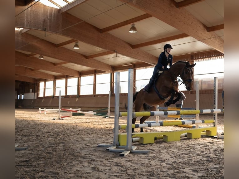 Mecklenburg Warmblood Gelding 10 years 16,3 hh Brown in Altdorf