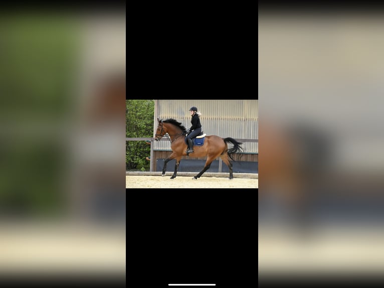 Mecklenburg Warmblood Gelding 10 years 16,3 hh Brown in Altdorf