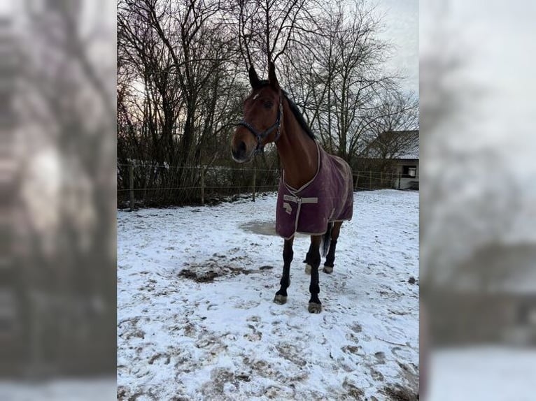 Mecklenburg Warmblood Gelding 10 years 16,3 hh Brown in Altdorf