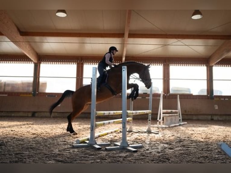 Mecklenburg Warmblood Gelding 10 years 16,3 hh Brown in Altdorf