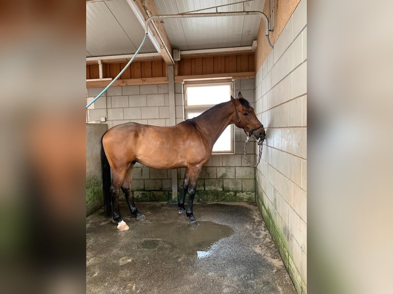 Mecklenburg Warmblood Gelding 10 years 16,3 hh Brown in Altdorf