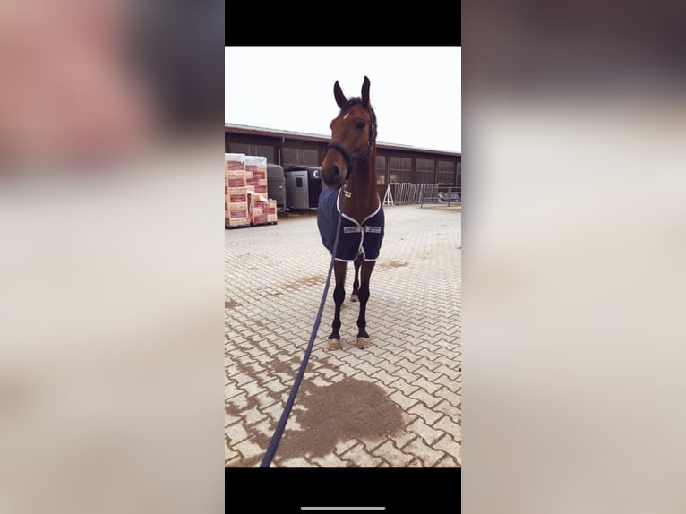 Mecklenburg Warmblood Gelding 10 years 16,3 hh Brown in Altdorf