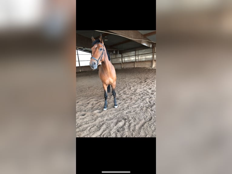 Mecklenburg Warmblood Gelding 10 years 16,3 hh Brown in Altdorf