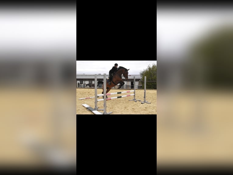 Mecklenburg Warmblood Gelding 10 years 16,3 hh Brown in Altdorf