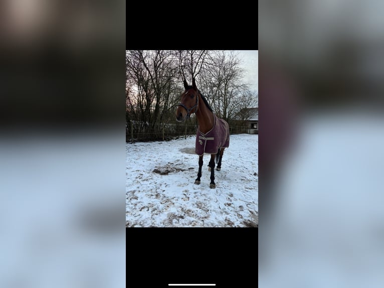 Mecklenburg Warmblood Gelding 10 years 16,3 hh Brown in Altdorf