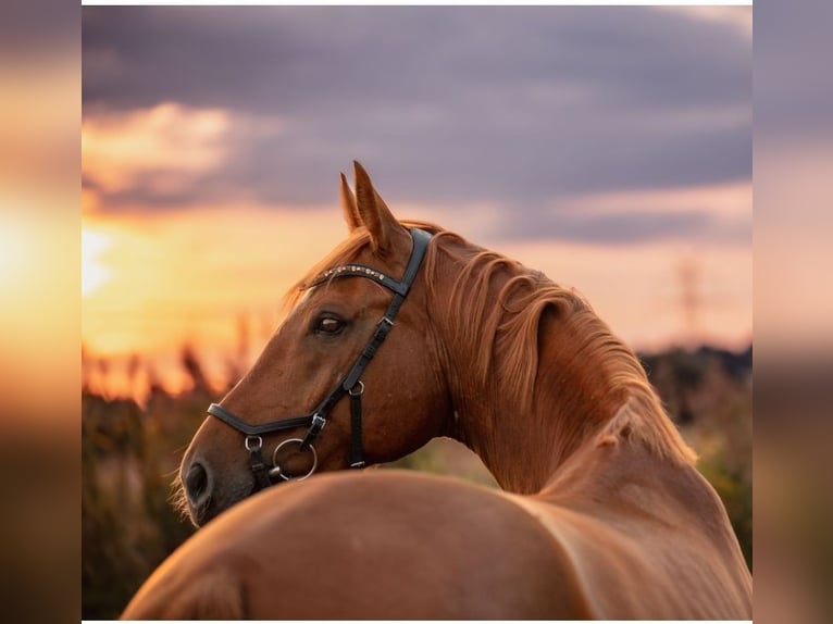 Mecklenburg Warmblood Gelding 10 years 16,3 hh Chestnut-Red in Fallingbostel