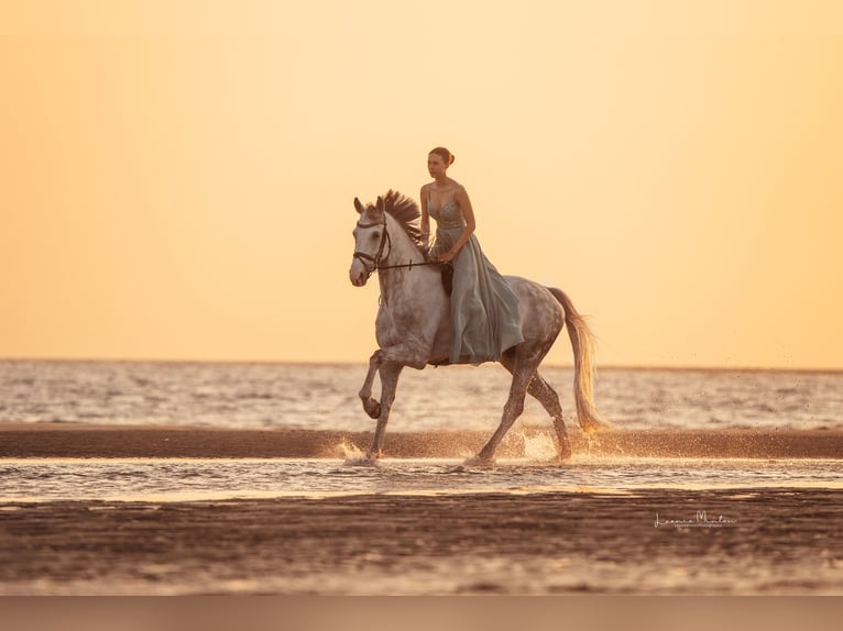 Mecklenburg Warmblood Gelding 10 years 16,3 hh Grey in Nettetal