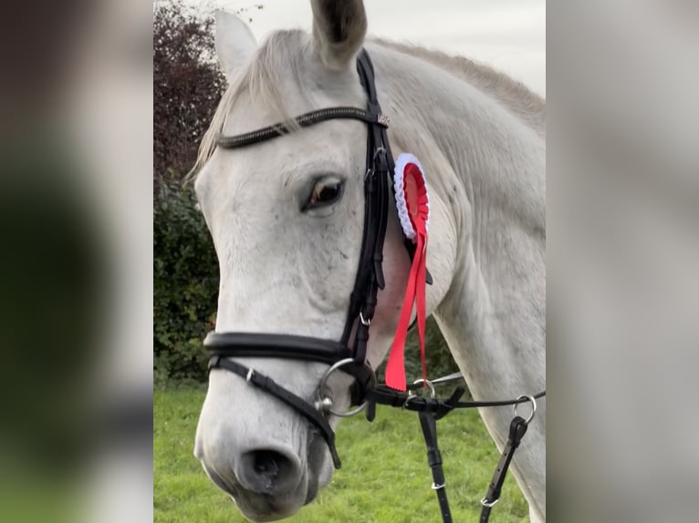 Mecklenburg Warmblood Gelding 10 years 16,3 hh Grey in Weiterstadt