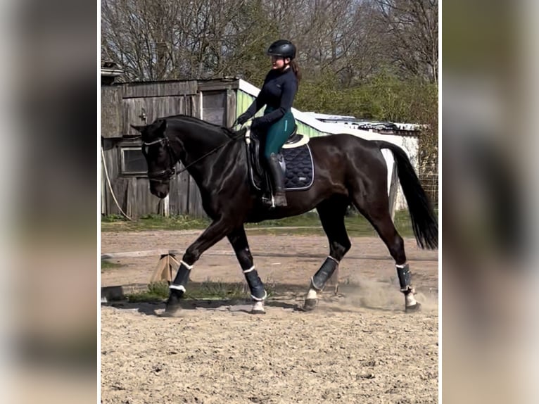 Mecklenburg Warmblood Gelding 10 years 17,1 hh Black in Wahlstedt