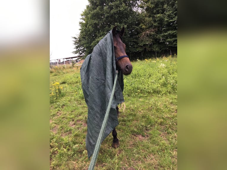 Mecklenburg Warmblood Gelding 10 years Smoky-Black in Alveslohe