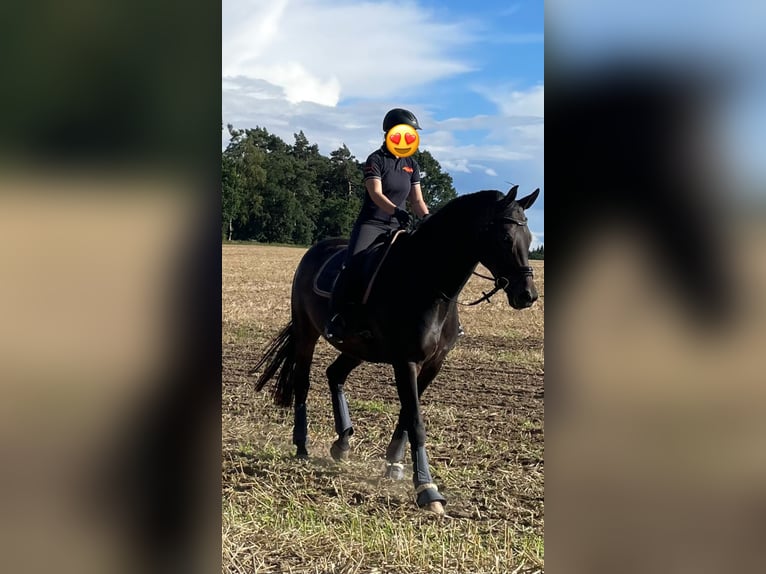 Mecklenburg Warmblood Gelding 10 years Smoky-Black in Alveslohe