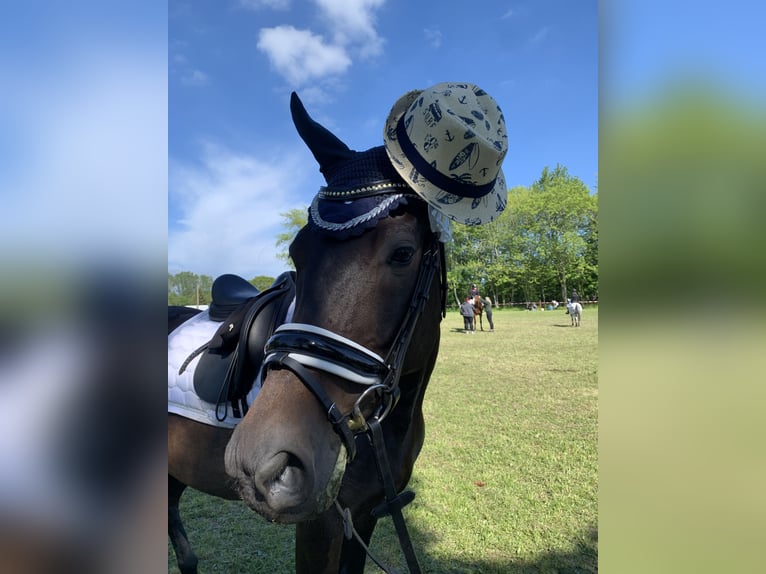 Mecklenburg Warmblood Gelding 10 years Smoky-Black in Alveslohe